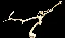 Photoroom-20250209_155610.webp