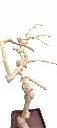 Photoroom-20250209_155521.webp