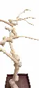 Photoroom-20250209_155437.webp