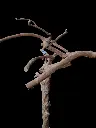 20250315_115803.webp