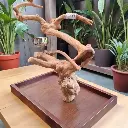 MODÈLE DE TABLE JAVA ARBRE MEDIUM (Vendu)