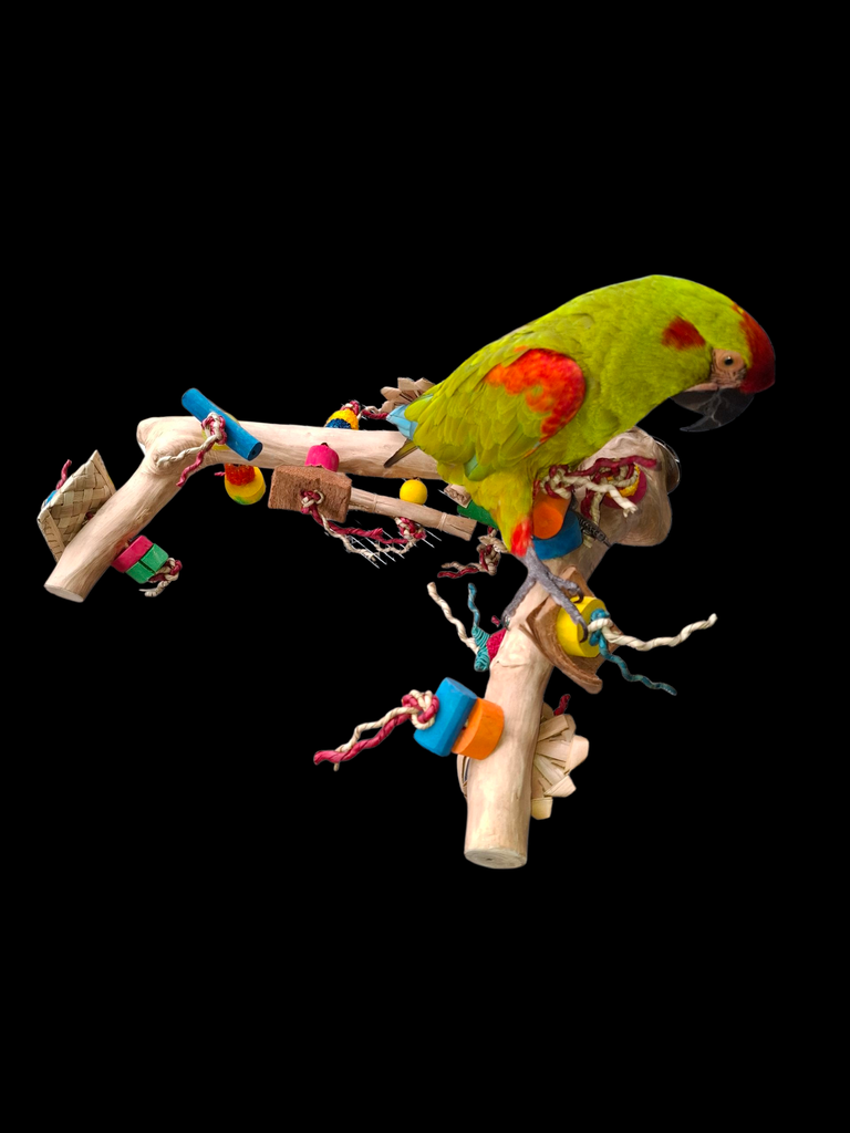 MULTIPERCH WITH TOY