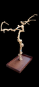 ARBRE JAVA MOYENNE 1M70 (M75)