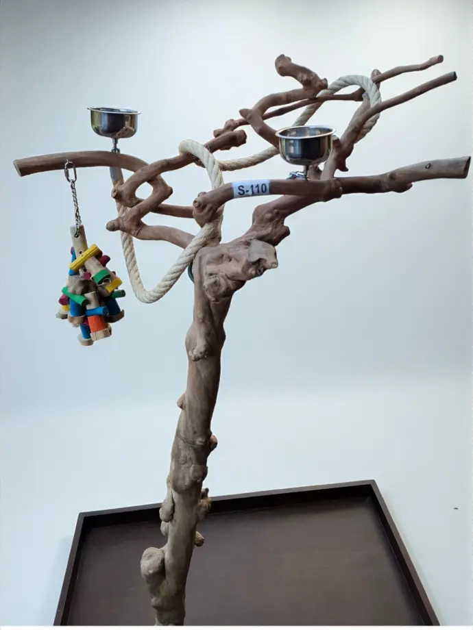 ARBRE JAVA  (S110) en stock, uniquement en enlèvement sur place