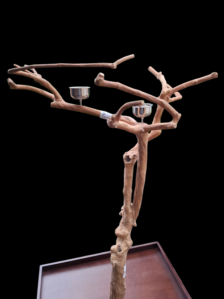 ARBRE JAVA  (S134) en stock, uniquement en enlèvement sur place