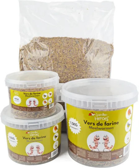 VERS DE FARINE 400GR