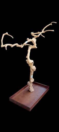 ARBRE JAVA MOYENNE 1M70 (M75)